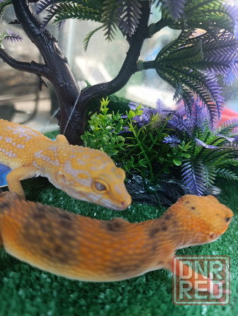 Эублефар, геккон, гемитиконикс Донецк - изображение 3