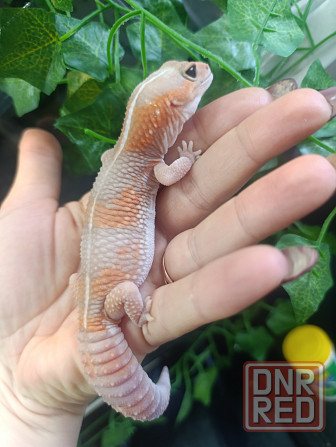 Эублефар, геккон, гемитиконикс Донецк - изображение 3