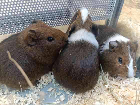 Морская свинка Донецк