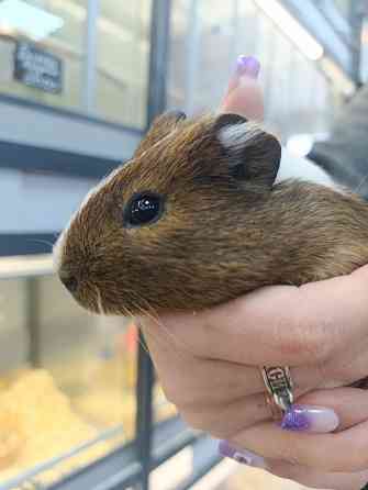 Морская свинка Донецк