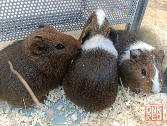 Морская свинка Донецк - изображение 2