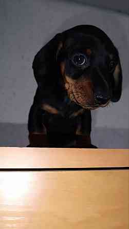 Продажа щенка таксы мальчик Донецк