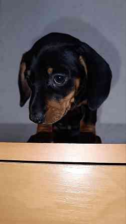 Продажа щенка таксы мальчик Донецк