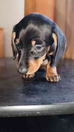 Продажа щенка таксы мальчик Донецк