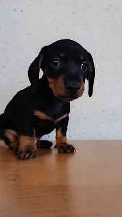 Продажа щенка таксы мальчик Донецк