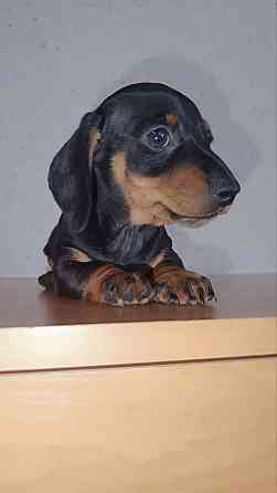 Продажа щенка таксы мальчик Донецк