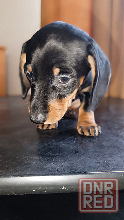 Продажа щенка таксы мальчик Донецк - изображение 5