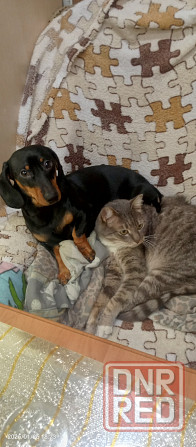 Продажа щенка таксы мальчик Донецк - изображение 8