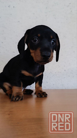 Продажа щенка таксы мальчик Донецк - изображение 6