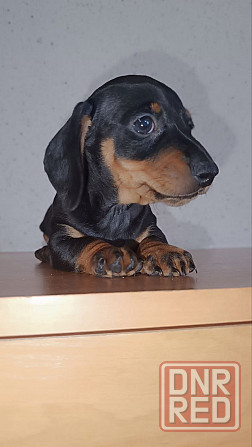 Продажа щенка таксы мальчик Донецк - изображение 1