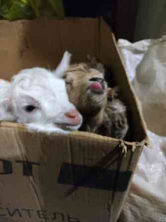 Козлята Донецк