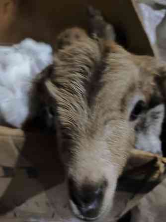 Козлята Донецк