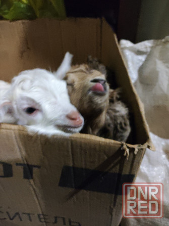 Козлята Донецк - изображение 1