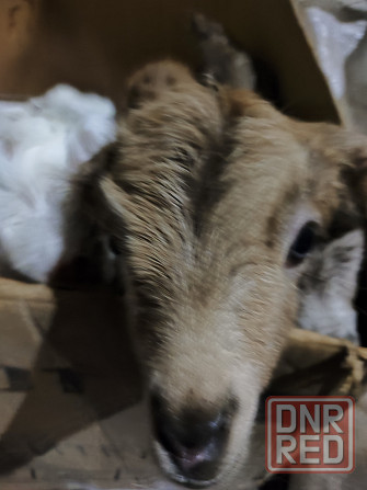 Козлята Донецк - изображение 2