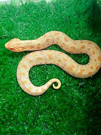 Свиноносный уж, полозы Донецк