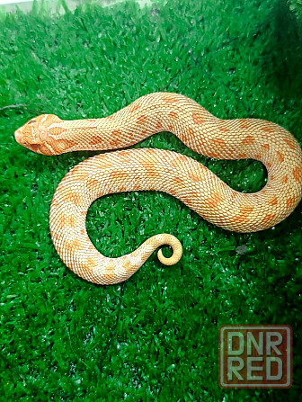 Свиноносный уж, полозы Донецк - изображение 1