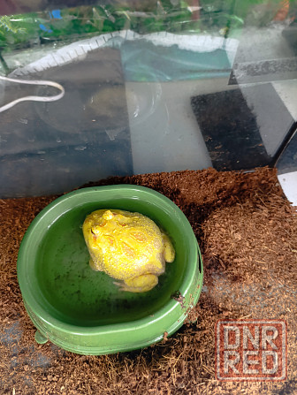 Лягушка рогатая, рогатка Донецк - изображение 1