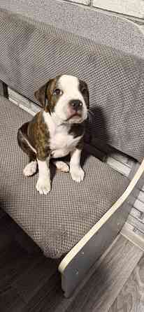 Щенок Амстаффа Макеевка