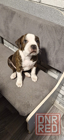 Щенок Амстаффа Макеевка - изображение 2