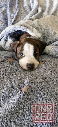 Щенок Амстаффа Макеевка - изображение 1