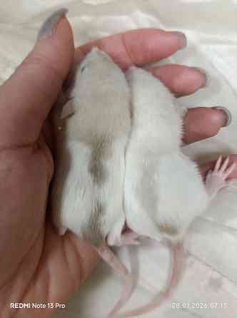 Малыши Дамбо. Девочки Донецк