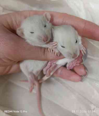 Малыши Дамбо. Девочки Донецк