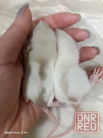 Малыши Дамбо. Девочки Донецк - изображение 1