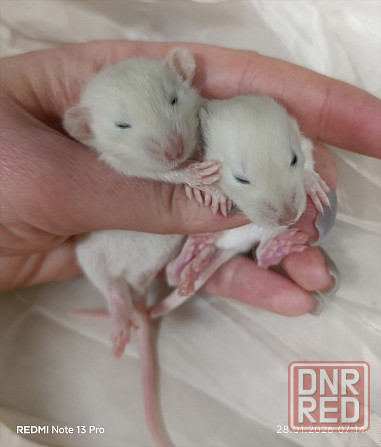 Малыши Дамбо. Девочки Донецк - изображение 2