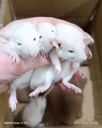 Дамбо. Ручные Мальчики Донецк