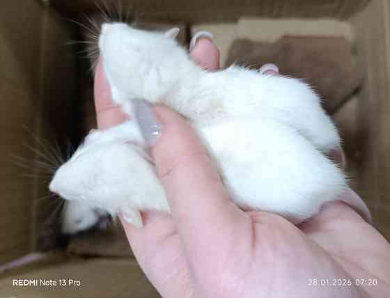 Дамбо. Ручные Мальчики Донецк