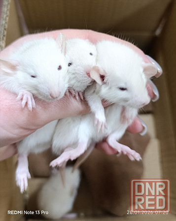 Дамбо. Ручные Мальчики Донецк - изображение 1