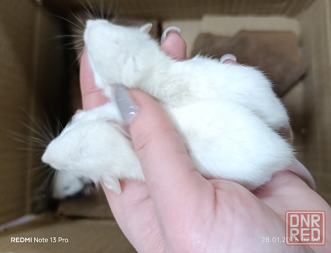 Дамбо. Ручные Мальчики Донецк - изображение 2