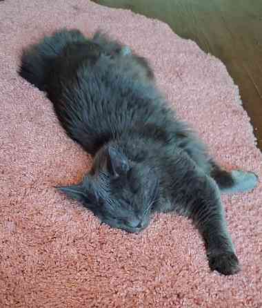 Продам мейн-куна Донецк