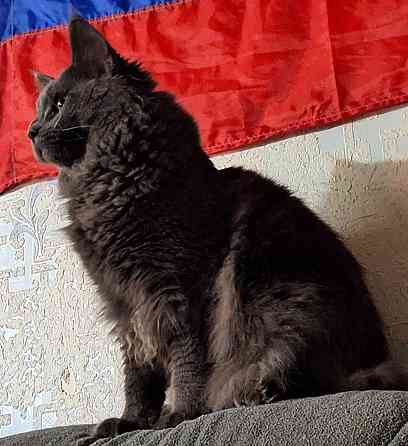 Продам мейн-куна Донецк