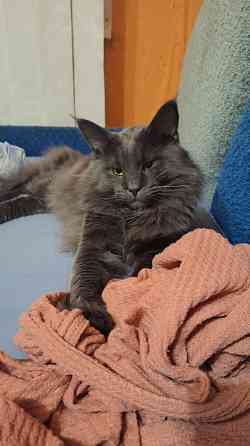 Продам мейн-куна Донецк