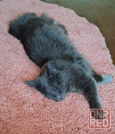 Продам мейн-куна Донецк - изображение 3