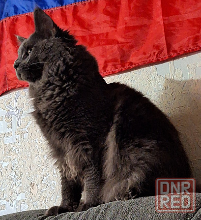 Продам мейн-куна Донецк - изображение 2