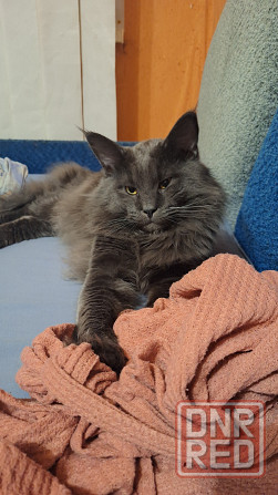 Продам мейн-куна Донецк - изображение 1