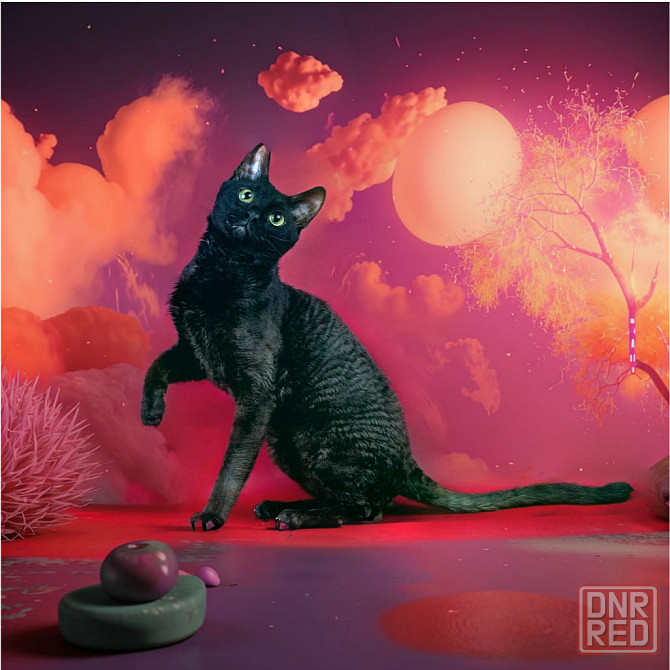 уральский рекс котята питомник Москва - изображение 1