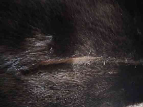 Шуба норковая р42-48 Донецк