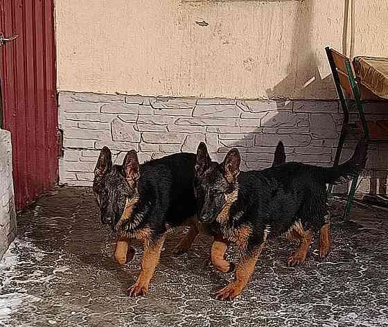 Щенки немчики Донецк