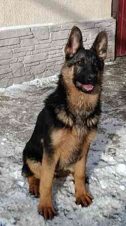 Щенки немчики Донецк