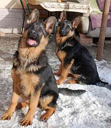 Щенки немчики Донецк