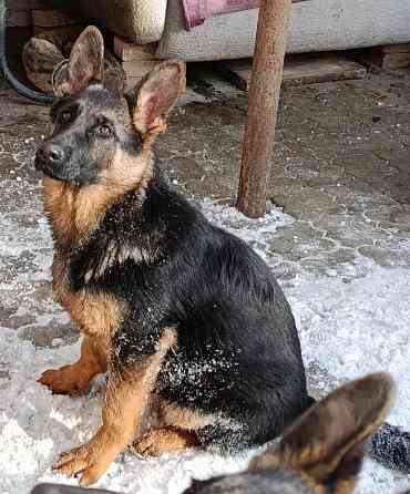 Щенки немчики Донецк