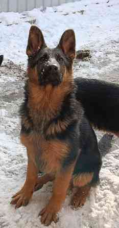 Щенки немчики Донецк