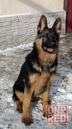 Щенки немчики Донецк - изображение 3