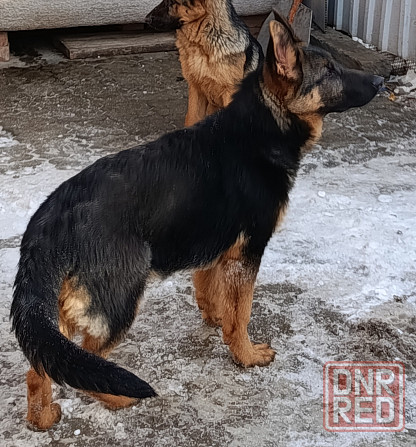 Щенки немчики Донецк - изображение 5