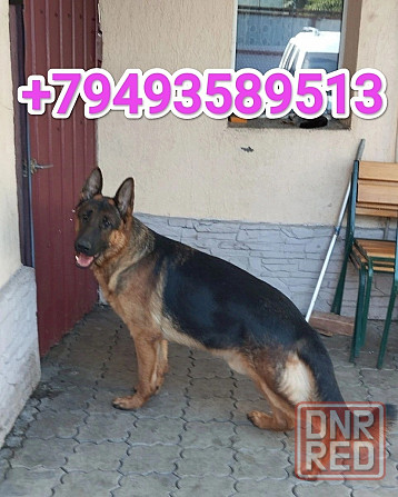 Щенки немчики Донецк - изображение 8