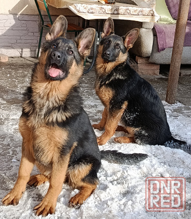 Щенки немчики Донецк - изображение 1