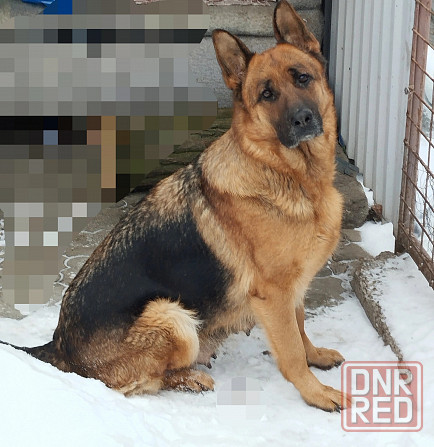 Щенки немчики Донецк - изображение 7